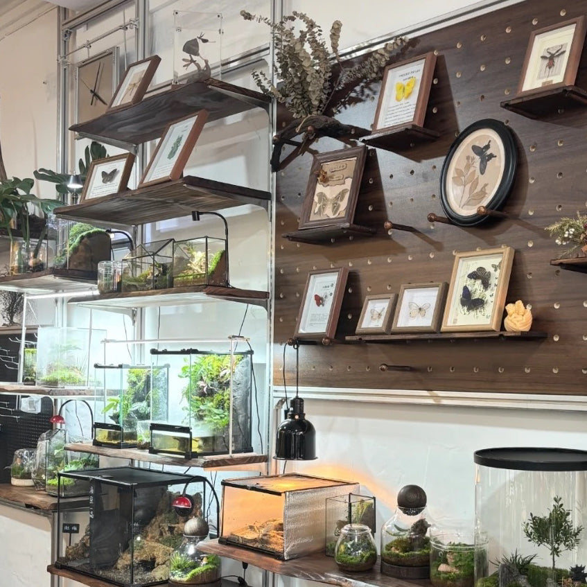 Rustic Hardwood | Floating Shelf with Live Edge Design | Unique Wall Decor for Natural Aesthetic 7